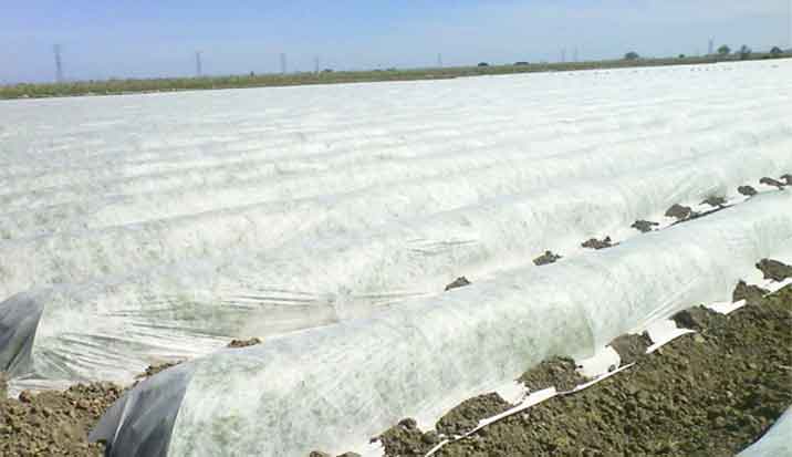 What Are The Characteristics Of Using Agricultural Non Woven Fabrics?
